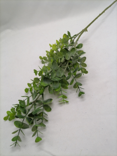 Konárik eukalyptus 60cm
